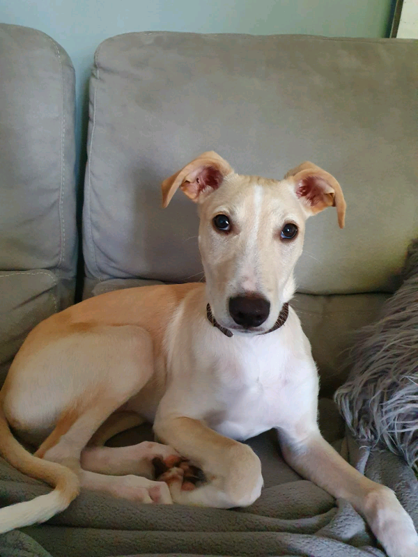 saluki for sale gumtree